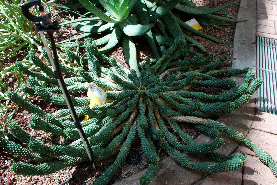 Orto Botanico_111.JPG